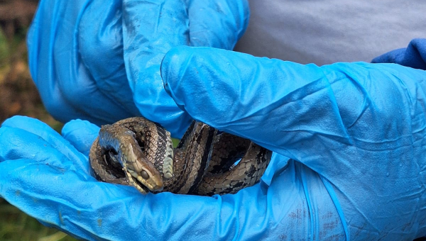 NUEVA ESPECIE DE CULEBRA IDENTIFICADA EN LA PARROQUIA PICAIHUA